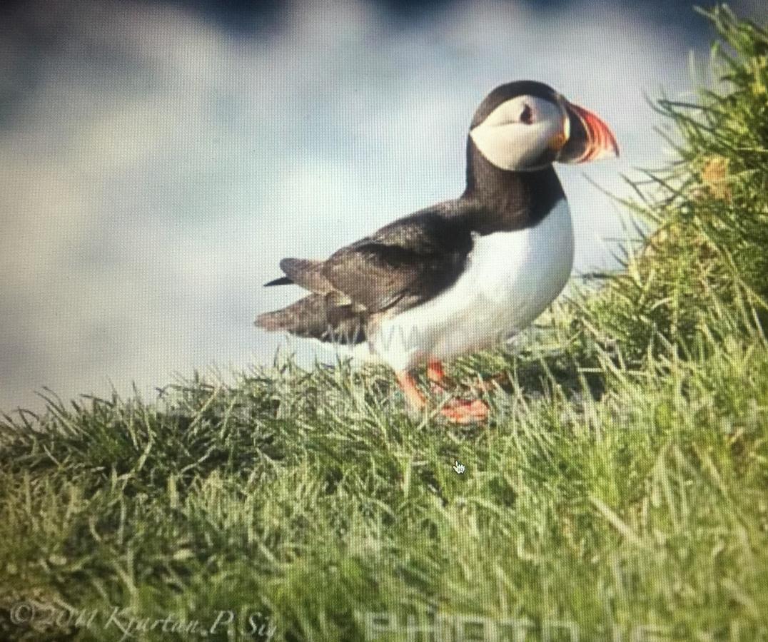 Puffin Nest Capsule Hostel Vestmannaeyjar Buitenkant foto